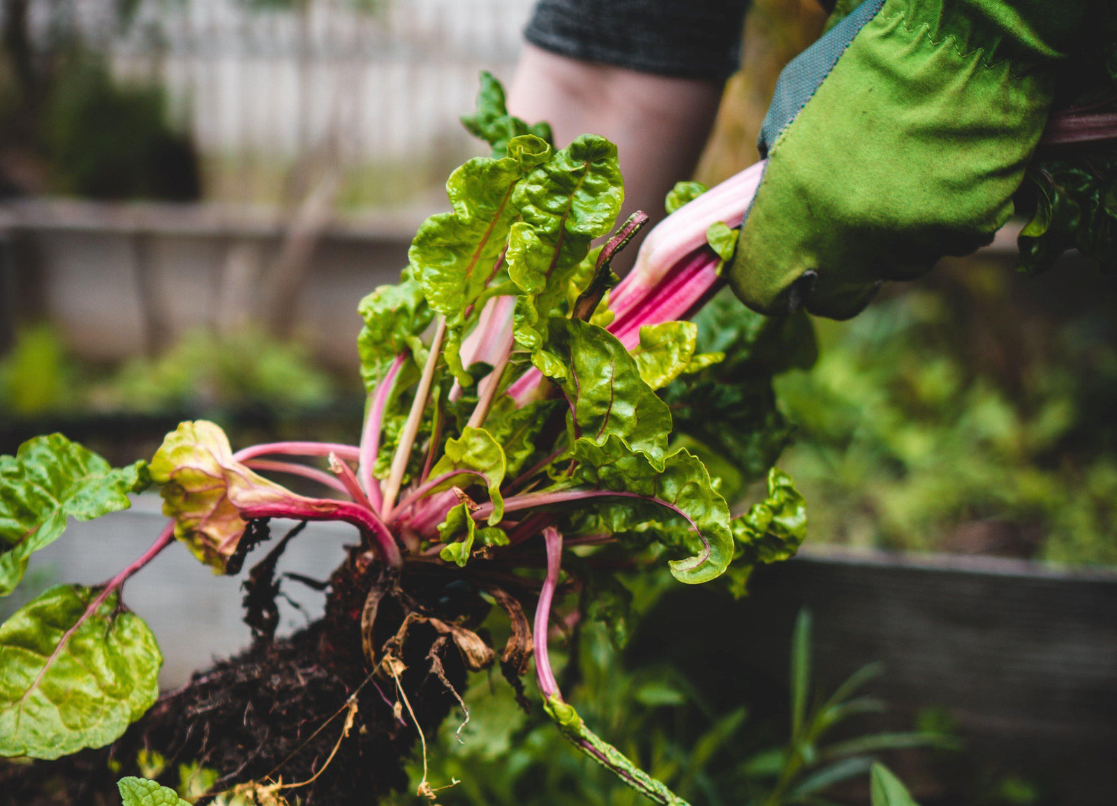 Getting the Most Out of Your Harvest: Tips and Tricks to Help Reduce Food Waste - A Rustic Feeling