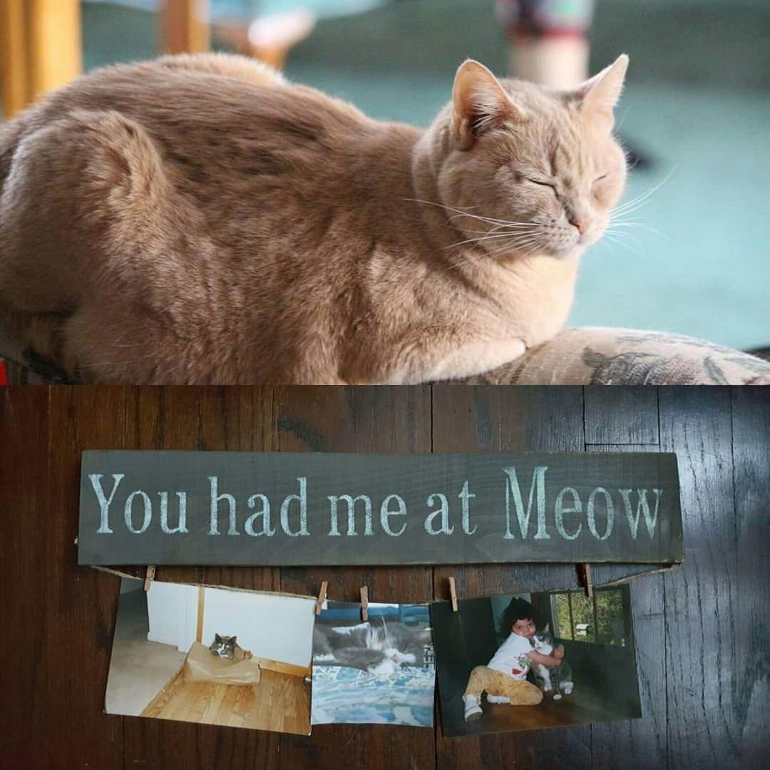 You Had Me At Meow Cat Lover Sign - A Rustic Feeling