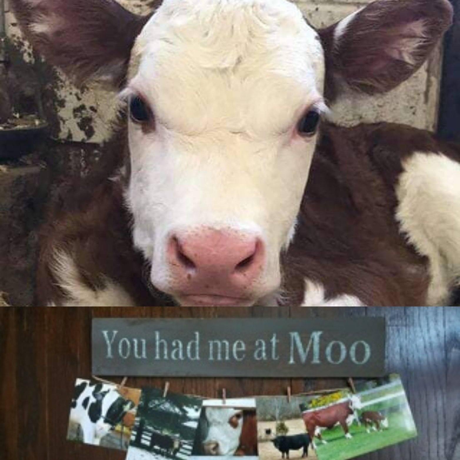 You Had Me At Moo Farmhouse Sign - A Rustic Feeling