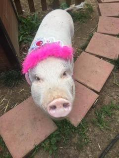 You Had Me at Oink Sign Pig Sign - A Rustic Feeling