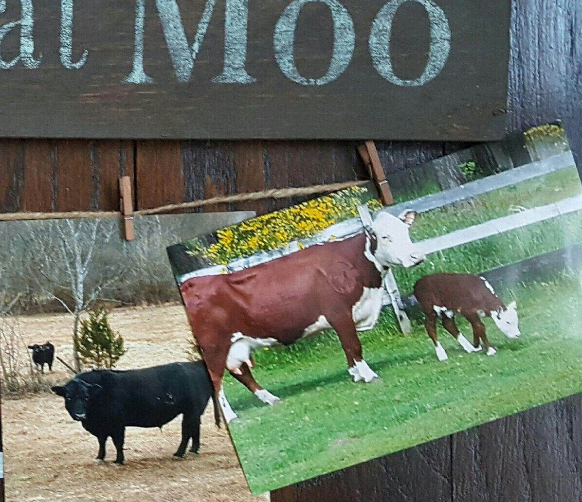 You Had Me At Moo Farmhouse Sign - A Rustic Feeling